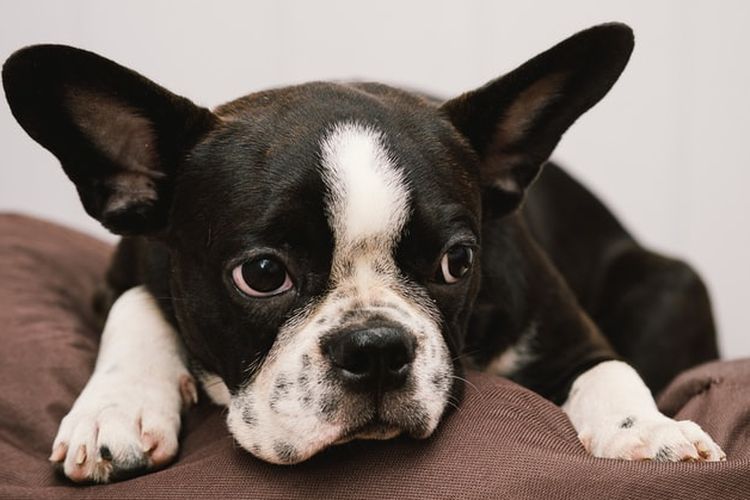 Ilustrasi ras anjing Boston terrier