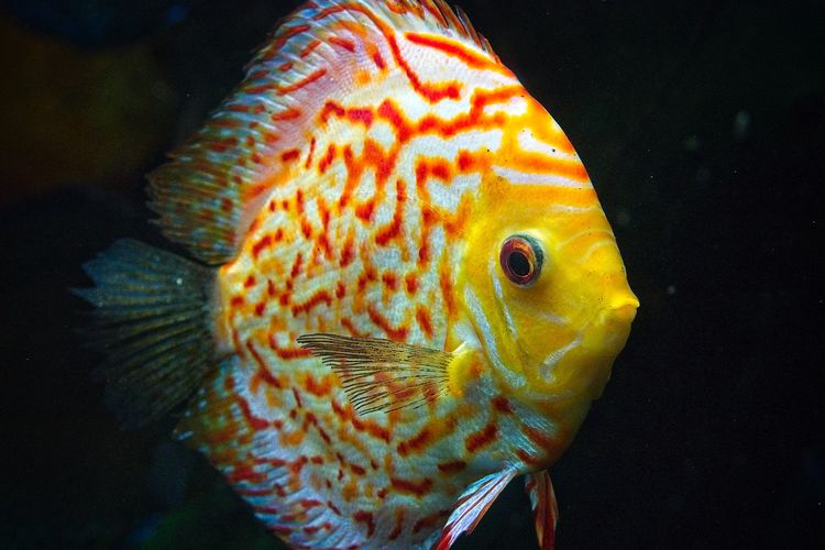 Ilustrasi ikan discus.