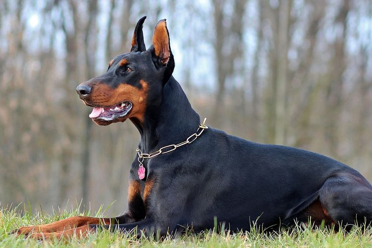 Ilustrasi ras anjing Dobermann Pinscher. 