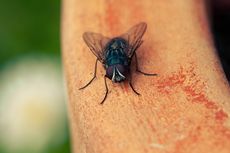10 Fakta Tentang Lalat Rumah yang Perlu Diketahui