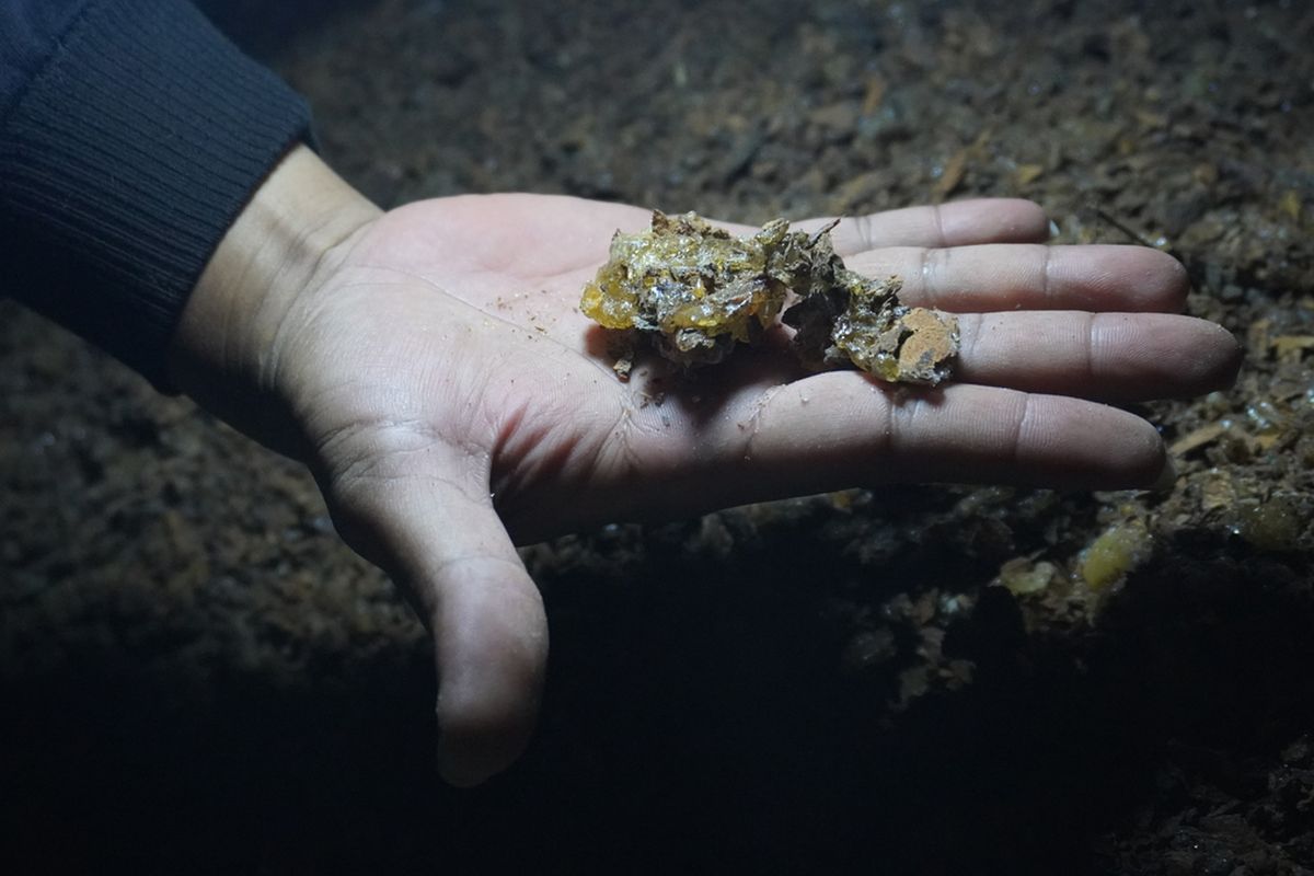 Getah kemenyan berkilauan di tangan seorang petani di Dusun Sibio-bio, Desa Simardangiang, Kecamatan Pahae Julu, Kabupaten Tapanuli Utara. Kemenyan menjadi komoditas utama masyarakat adat di desa ini.