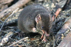 Antechinus, Hewan Marsupial yang Rela Bergadang Demi Kawin