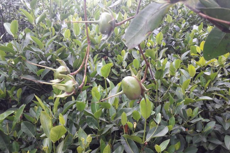 Mengenal Olahan Mangrove Untuk Oleh Oleh