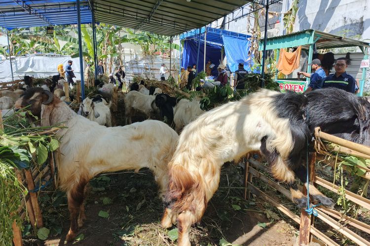Kisah Pedagang Kambing di Ungaran yang Penjualan Turun Drastis, Baru Laku 21 Ekor padahal Tahun Lalu 130 Ekor