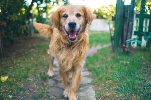 Kenapa Anjing Suka Mengejar Orang? Begini Penjelasannya