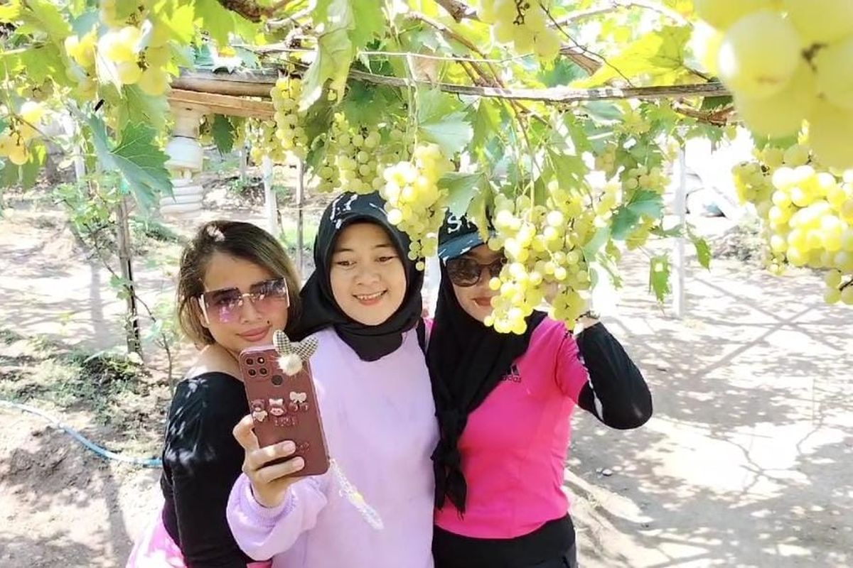 Sejumlah warga pengunjung sedang berfoto di kebun anggur Belgia di Kelurahan Wirogunan, Minggu (6/10/2024).