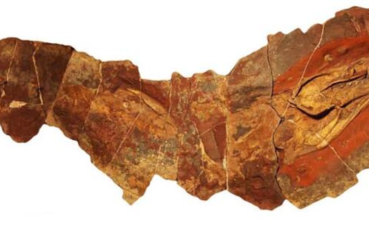 Fosil hiu Phoebodus ditemukan di lapisan sedimen yang berumur 360-370 juta tahun lalu. 

