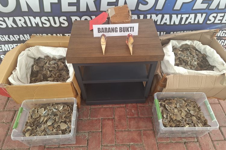 Hadang Minibus, Polda Kalsel Gagalkan Perdagangan Sisik Trenggiling dan Paruh Rangkong