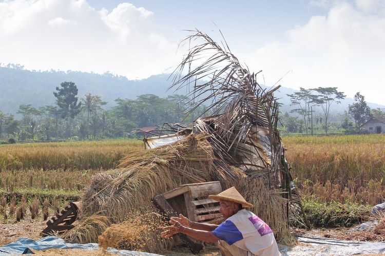 Ilustrasi pertanian, panen padi.
