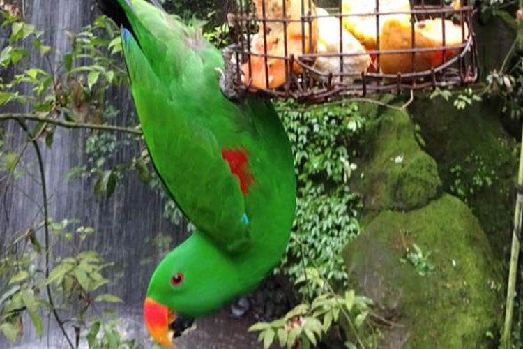 Tingkah polah berbagai macam burung dapat dijumpai di area Bird Aviary, Taman Safari Indonesia, Bogor, Jawa Barat, Sabtu (14/1/2017).