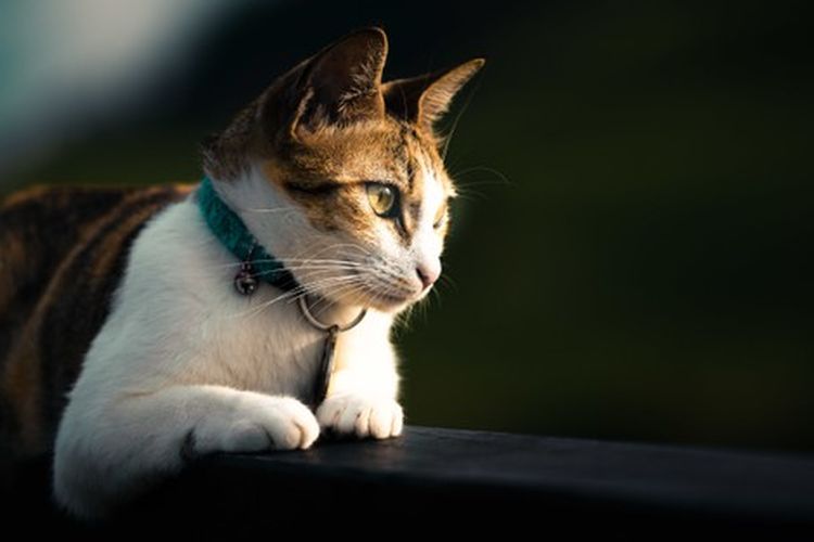Berapa Lama Kucing Hidup? Inilah Fakta Umur Rata-rata Si Meong Halaman