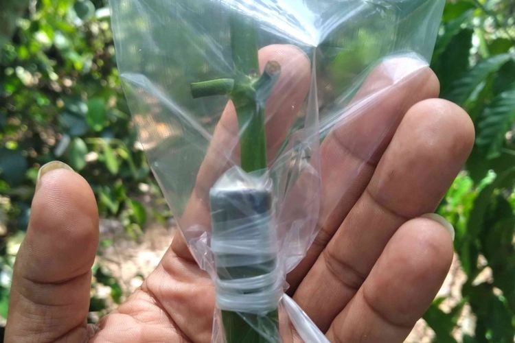 Selesai proses grafting kopi di kebun