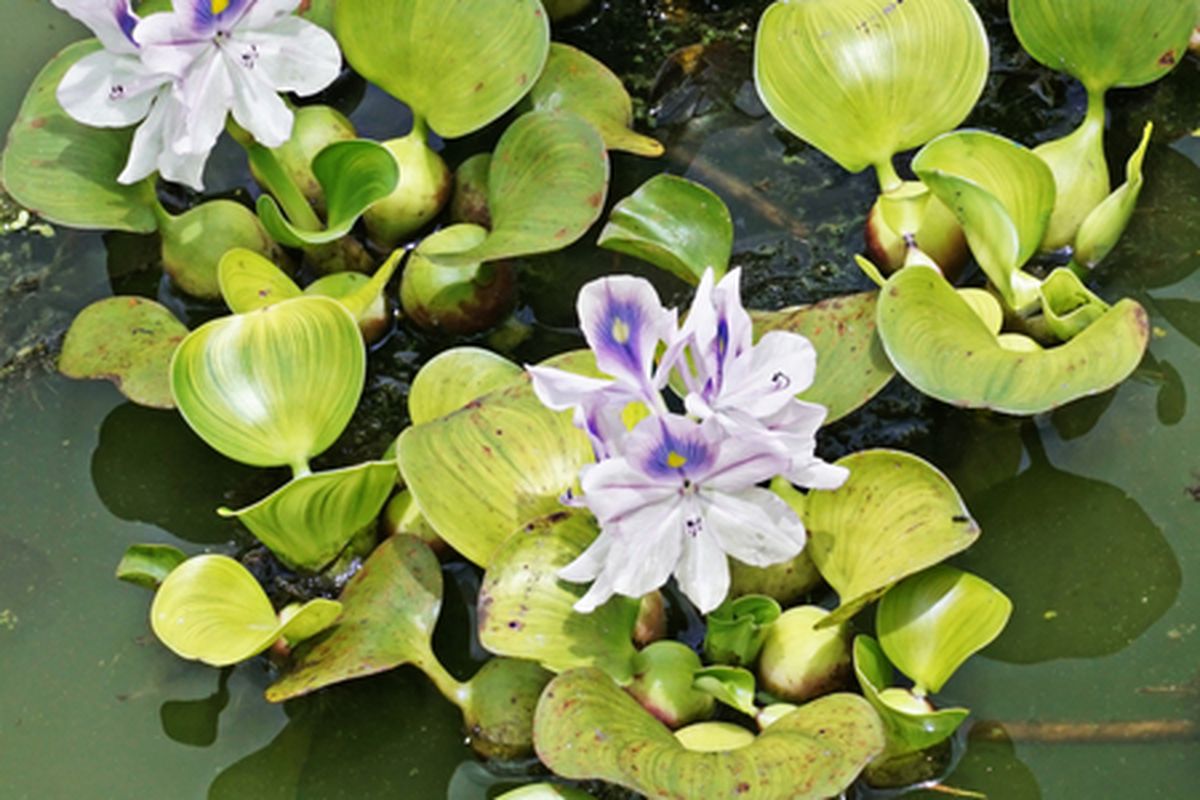 Ilustrasi tanaman eceng gondok. 