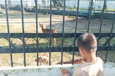 Beri Makan Rusa di Rumah Dinas Wali Kota Pangkalpinang, Simak Aturan Pakannya