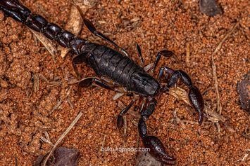 Contoh Hewan Arthropoda dan Perannya dalam Keseimbangan Ekosistem
