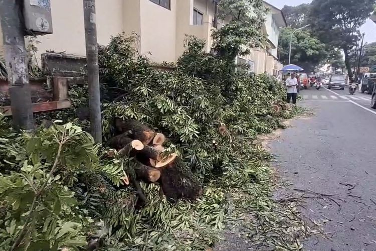 Pohon Besar di Cimahi Tumbang Timpa Siswa dan Pedagang, 11 Korban Terluka