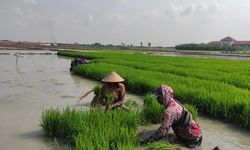 Dilarang Alih Fungsi Lahan Pertanian Berkelanjutan