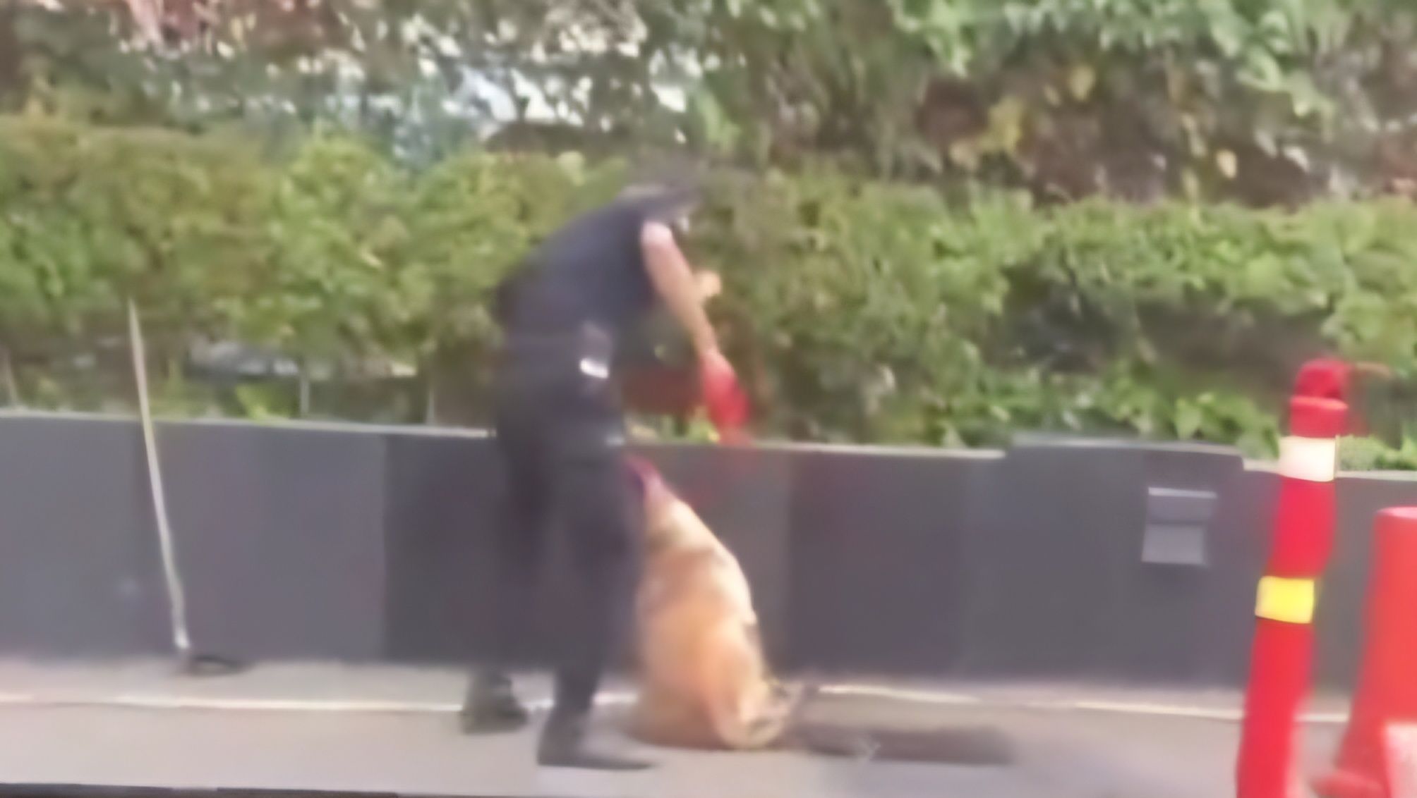 Kasus Sekuriti Plaza Indonesia Pukul Anjing, Berawal Video Aksinya Viral hingga Berakhir Dipecat