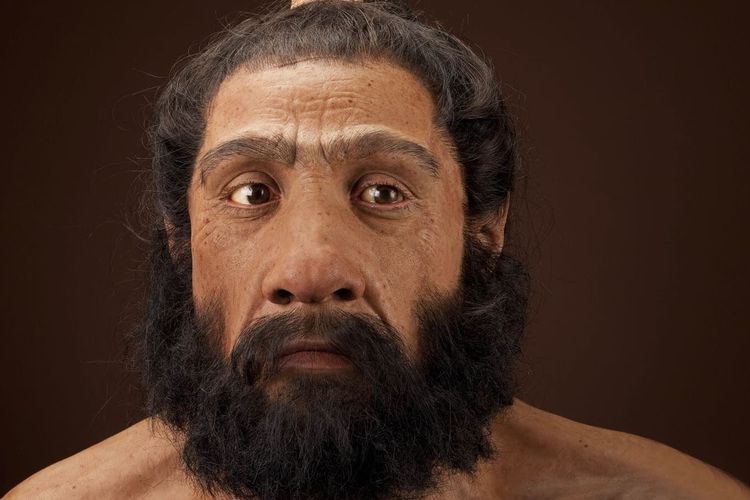 Ilustrasi Homo neanderthal dewasa  

