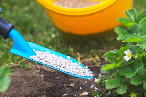 Beri Manfaat Lebih bagi Petani, Dosen Unsoed Kembangkan Pupuk N-ZEO-SR