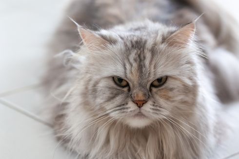 5 Hal yang Menyebabkan Kucing Mendengkur