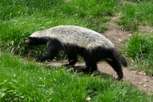 Honey Badger, Hewan yang Tak Mengenal Rasa Takut
