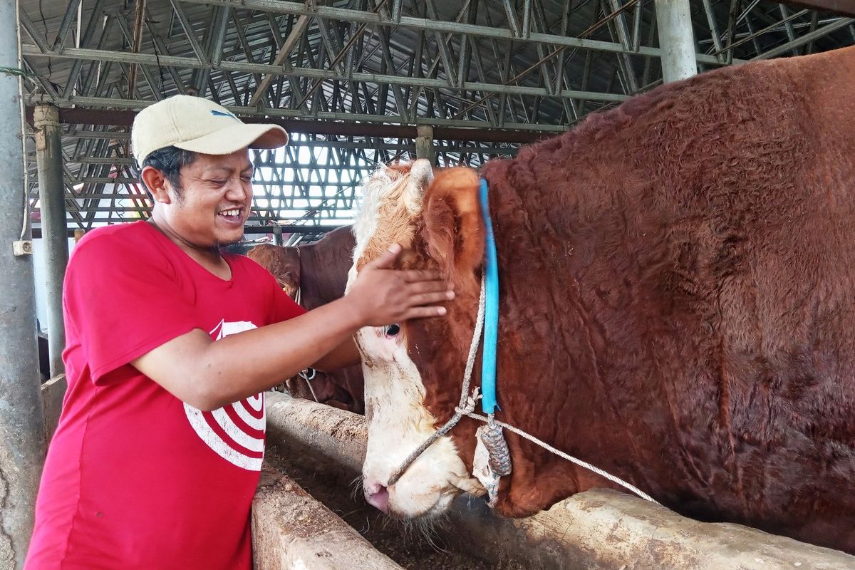 Sapi asal Cianjur, Jawa Barat pesanan Presiden Jokowi ini kerap mendapatkan perlakuan khusus seperti dipijak dari pemiliknya, salah satunya dipijat.
