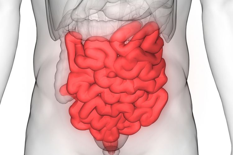 Ilustrasi usus. Usus normalnya tidak saling melekat satu sama lain maupun ke dinding perut. Namun, suatu kondisi bisa membuat usus lengket ke organ atau dinding lain. Ini disebut sebagai perlengketan usus.