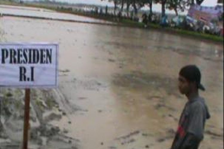 Warga menunggu di sawah untuk melihat Jokowi, Sabtu (31/1/2015). 