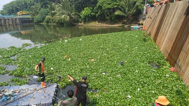 Bukan Sekadar Gulma, Eceng Gondok di Waduk Pluit Bisa Ganggu Pompa dan Risiko Banjir