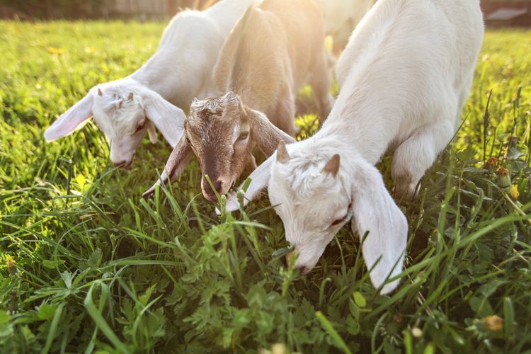Apa Penyebab Kematian Mendadak 80 Kambing di Ponorogo?