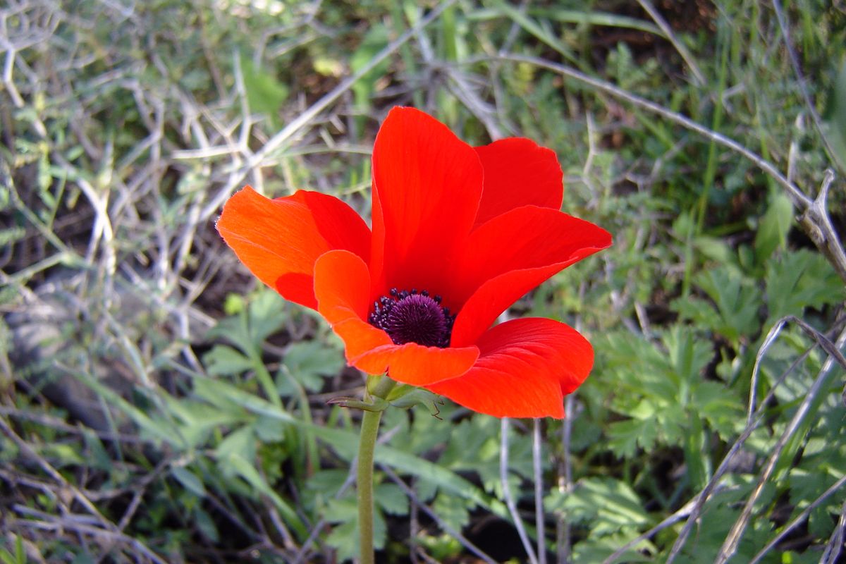 Ilustrasi bunga anemone merah.