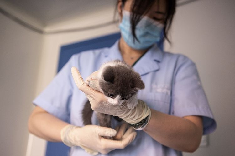 Seorang staf menggendong Garlic, kucing peliharaan hasil kloning pertama di China.