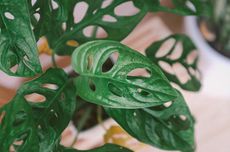 7 Tanaman Hias dengan Daun Berlubang dan Terbelah, Enggak Cuma Janda Bolong