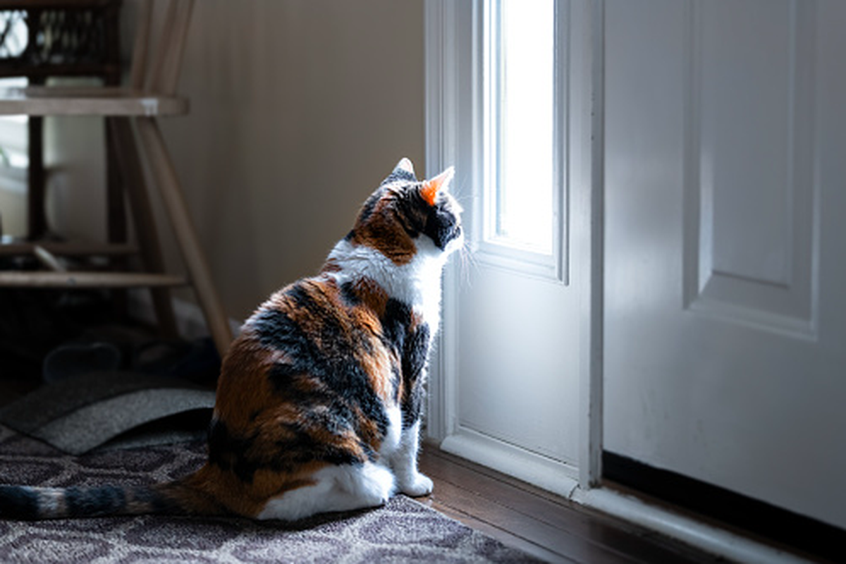 8 Tanda Kucing Merasa Sedih, Bisa Jadi Gejala Depresi Halaman all -  Kompas.com