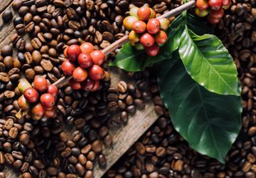 Mungkinkah Indonesia Jadi Pusat Kopi Global?