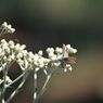 Jangan Dicabut, Bunga Edelweiss Bisa Dibeli di Desa Wonokitri Pasuruan