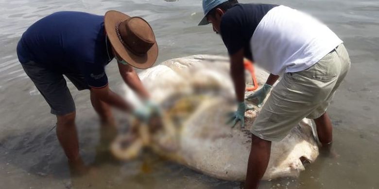 Peneliti Temukan Benda Misterius Dalam Perut Ikan Mola Yang Terdampar Di Teluk Ambon