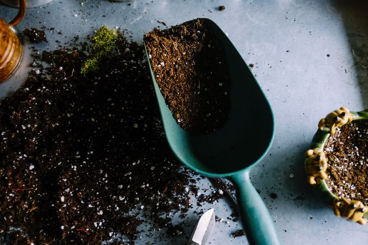 Sebelum menanam siung bawang putih, masukkan tanah yang sudah dilengkapi dengan pupuk ke dalam pot yang berlubang drainase lancar.