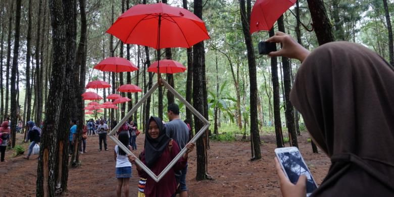 Wisata hutan pinus di Songgon, Kabupaten Banyuwangi, Jatim, cocok buat wisatawan yang suka selfie.
