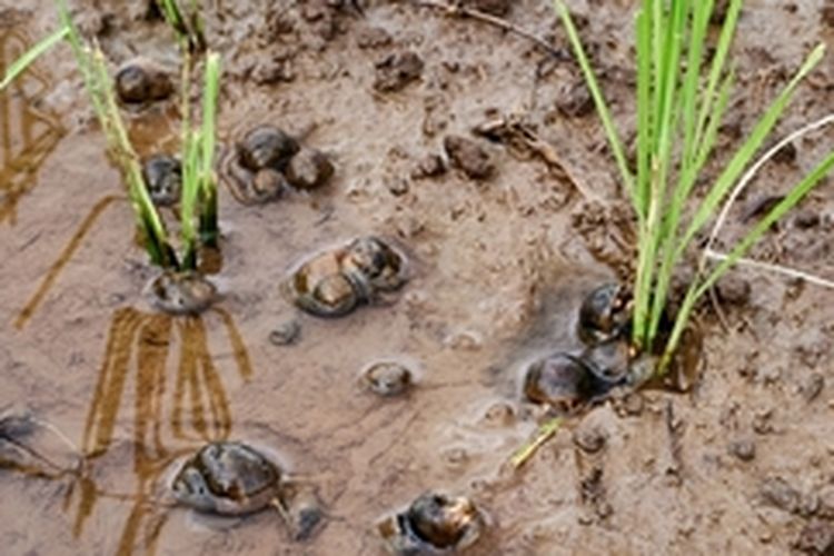 Hama keong mas di sawah