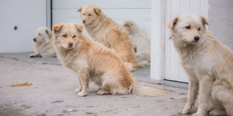 Beri Makan Anjing Liar Aktivis Hak Binatang Terancam Dipenjara