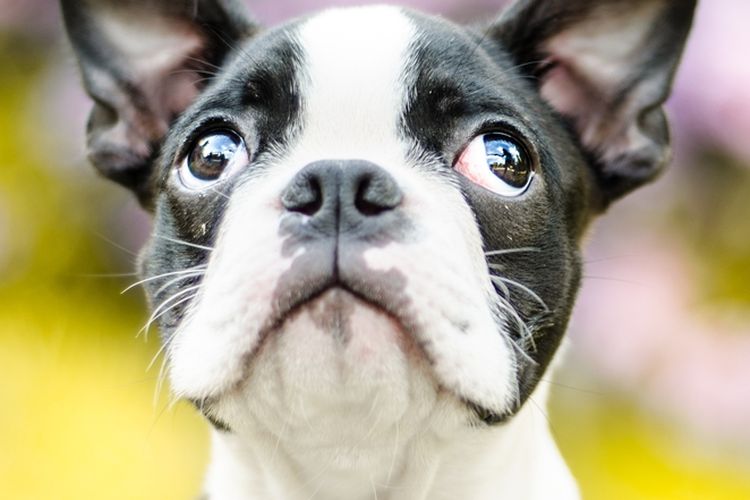 Ilustrasi anjing Boston terrier. 