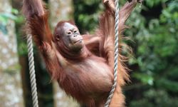  Primata Kunci Cegah Kepunahan Massal akibat Perubahan Iklim