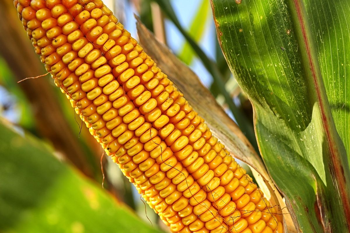 Ilustrasi jagung, tanaman jagung. 