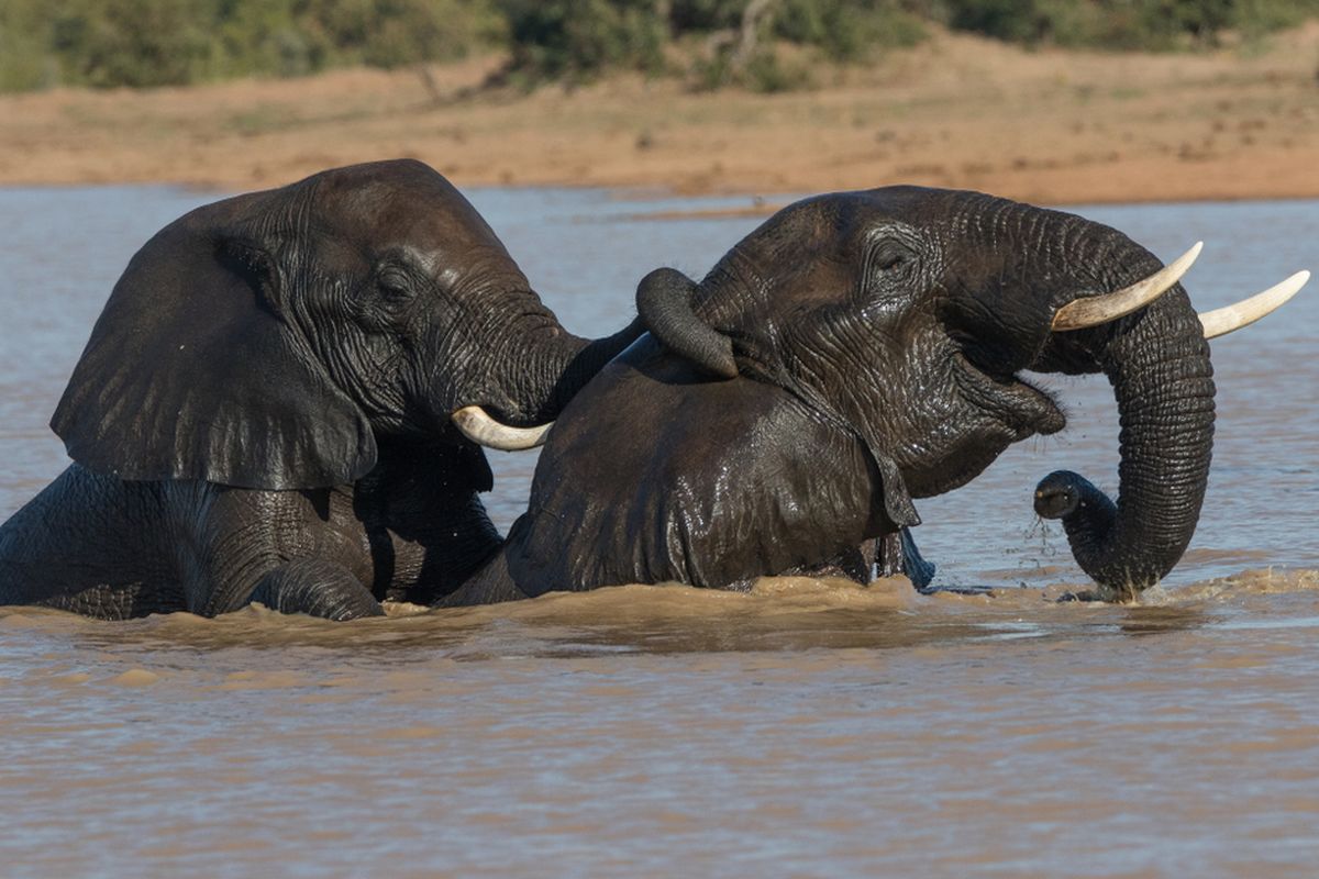 Ilustrasi gajah bermain air.