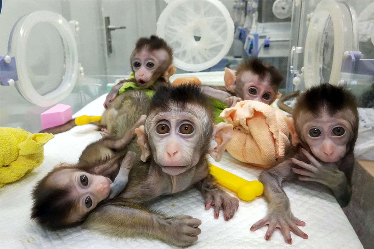 Foto yang diambil pada 27 November 2018 dan dirilis pada 24 Januari 2019 oleh Chinese Academy of Sciences Institute of Neuroscience via CNS ini menunjukkan lima monyet yang telah dikloning di sebuah institusi penelitian di Shanghai.
STR / CHINESE ACADEMY OF SCIENCES / CNS / AFP