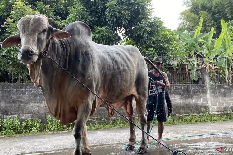 Sapi “Mbah Iran” Rp 90 Juta Milik Peternak Bantul Jadi Hewan Kurban Presiden Prabowo