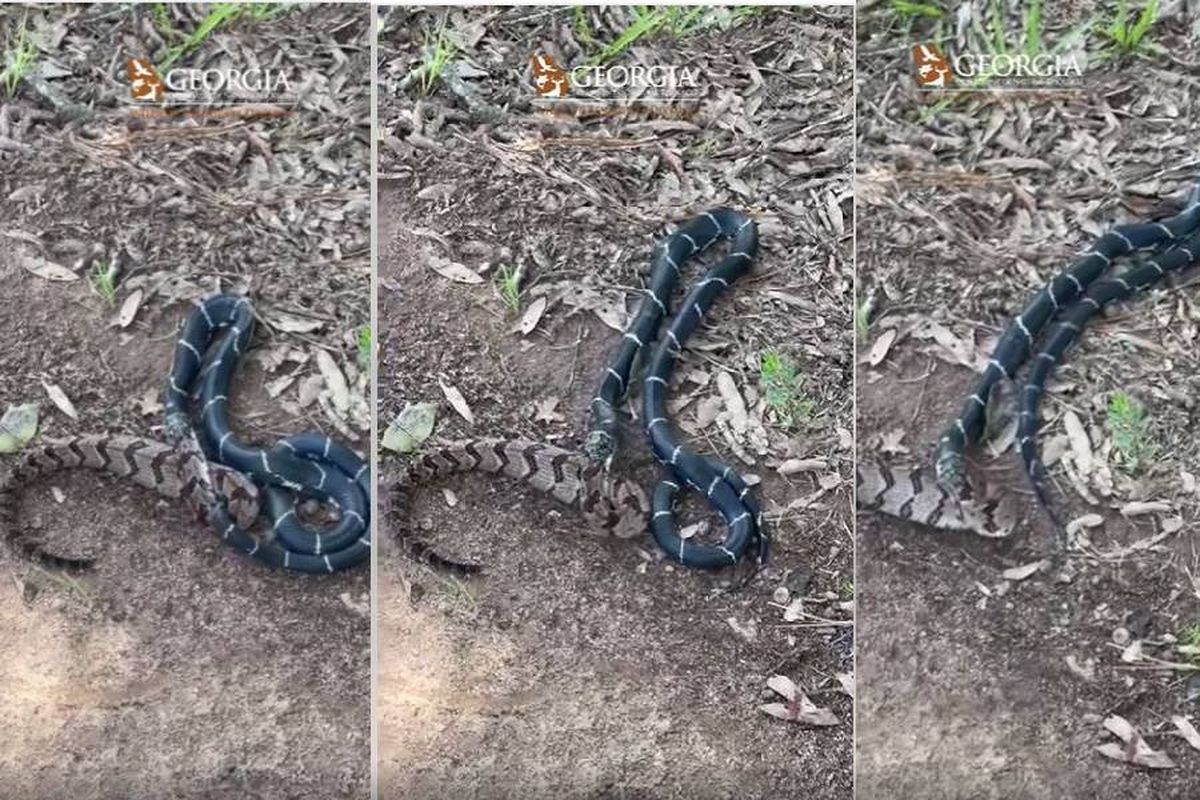 Seekor ular raja atau kingsnake terekam sedang memakan seekor ular derik yang jauh lebih besar di Haddock, Georgia.