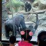 Sepasang Gorila Melakukan Seks Oral, Pengunjung Kebun Binatang Terkaget-kaget